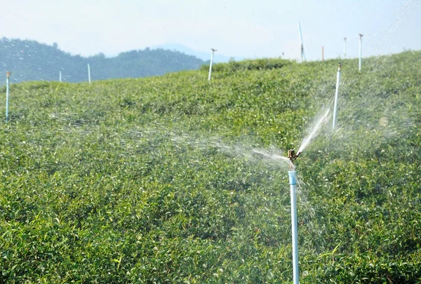 Steam sprinkles in green tea plantation — Stock Photo, Image