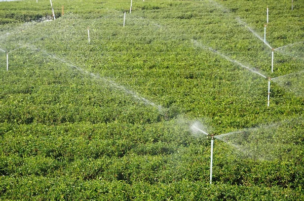 Steam sprinkles in green tea plantation — Stock Photo, Image