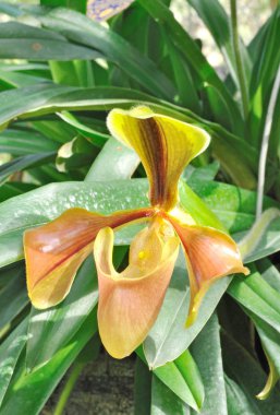 Bayan terlik orkide veya Paphiopedilum villosum (Lindley) Stein