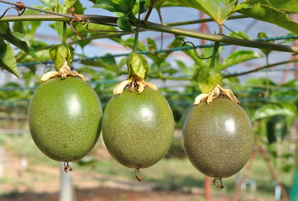 Fruta de la pasión en la vid —  Fotos de Stock