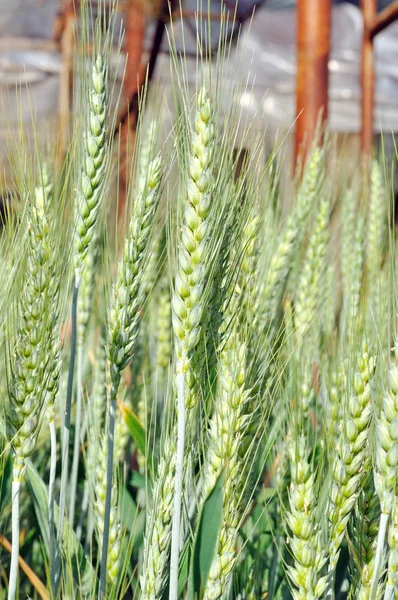 Zielonej pszenicy w gospodarstwie uprawiane — Zdjęcie stockowe