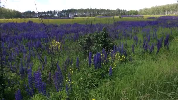 Zomer Wilde Bloemen Zomer Gebied Van Lupine — Stockvideo