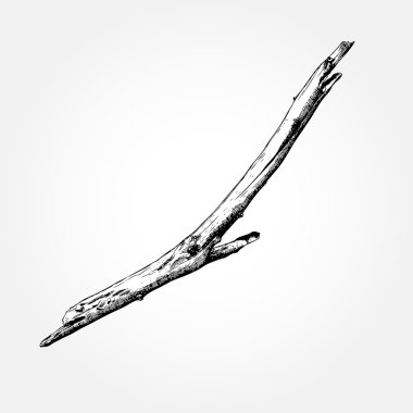 Driftwood el çizilmiş tasarım elemanı