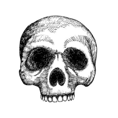 El çizim kafatası kroki