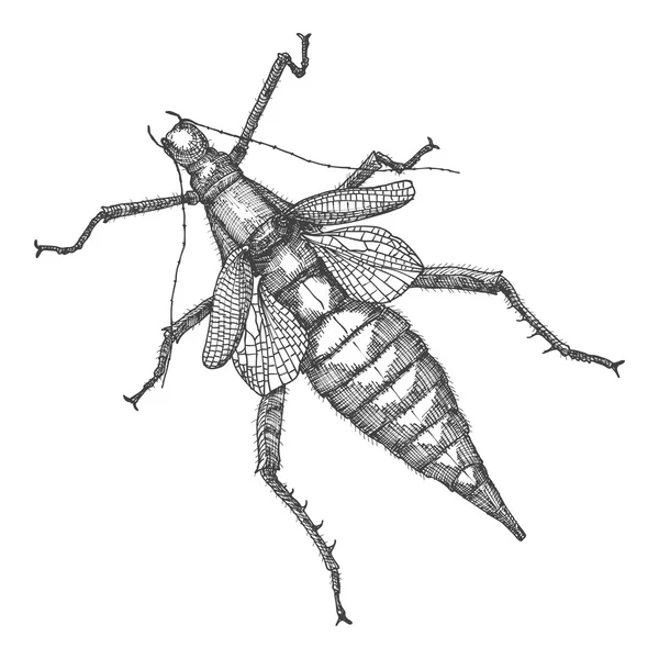 Croquis dessiné à la main sur le scarabée — Image vectorielle