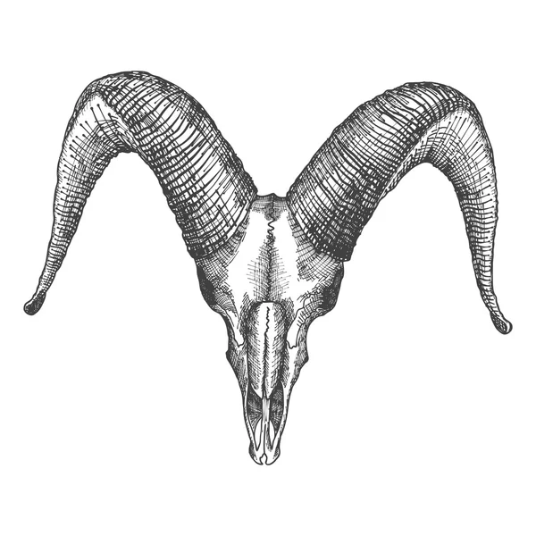 ヤギの頭蓋骨手描きのスケッチ — ストックベクタ