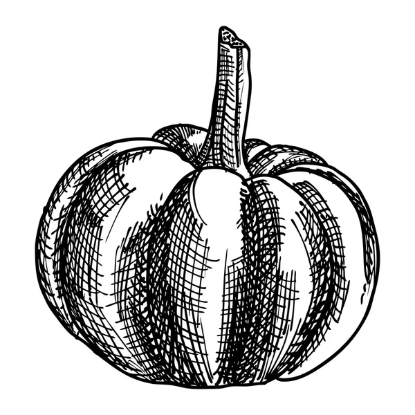 Hand drawing sketch pumpkin — Stock Vector