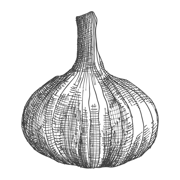 Testa di disegno a mano di aglio — Vettoriale Stock