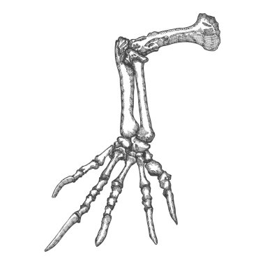 Stilize çizim kertenkele kemikler