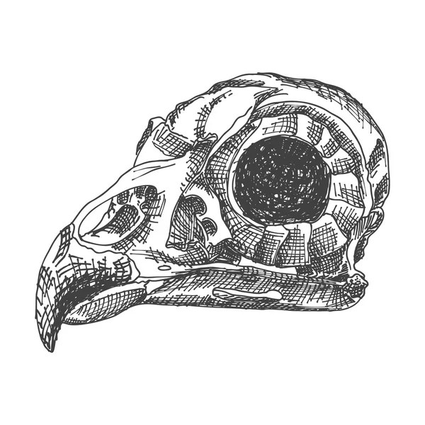 Szkic czaszki ptaka — Zdjęcie stockowe