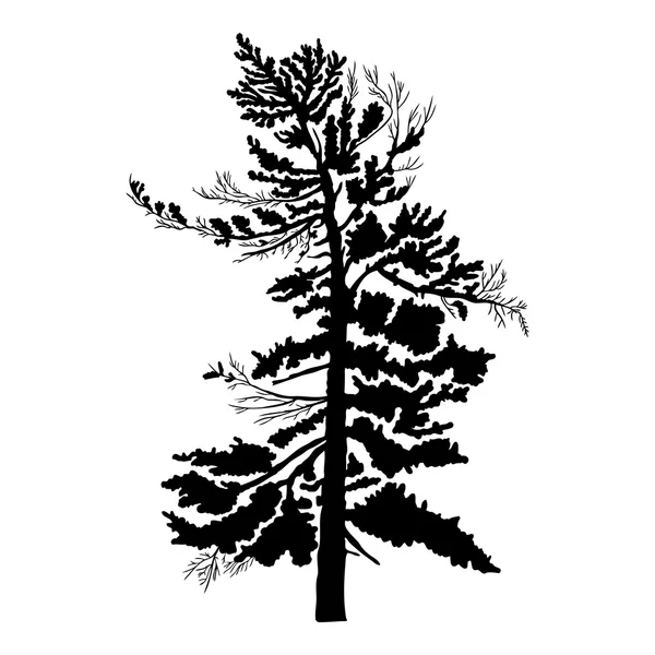 Pine tree silhouette — Stock Photo, Image