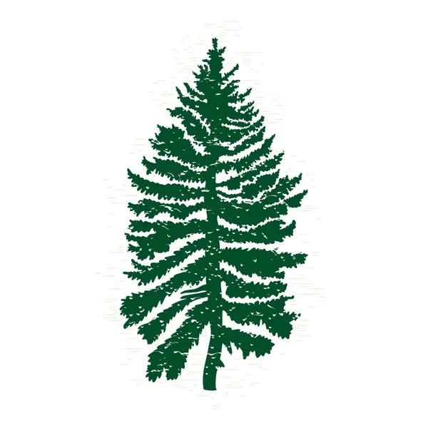 Pine tree silhouette — Stock Photo, Image