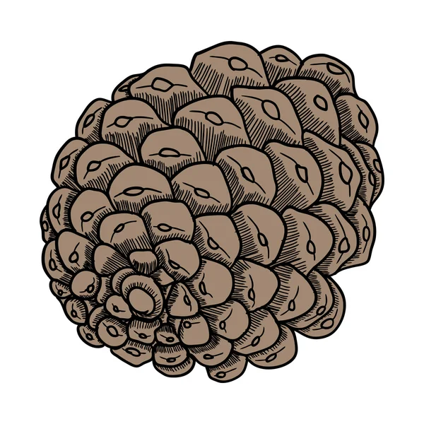 Hand drawn pine cone — Stock Photo, Image