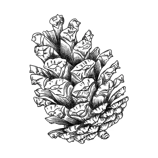 Hand drawn pine cone Royalty Free Stock Images
