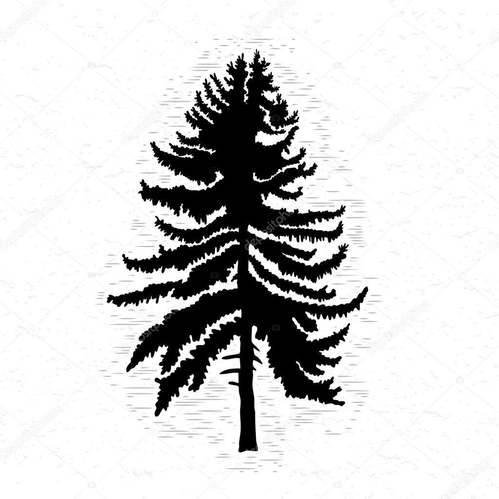 Pine tree silhouette
