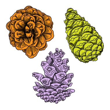 El çizimi çam kozalakları topluluğu