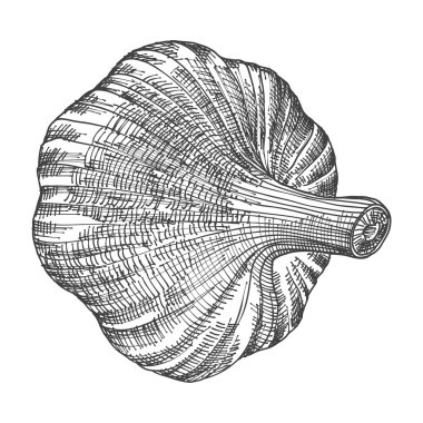 El çizim baş sarımsak