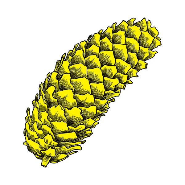 스케치 핸드 드로잉 소나무 콘 — 스톡 사진
