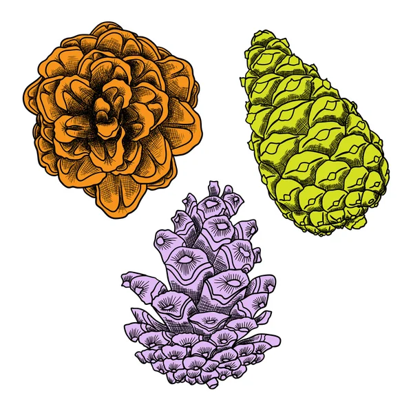 손 그리기 소나무 콘의 컬렉션 — 스톡 사진