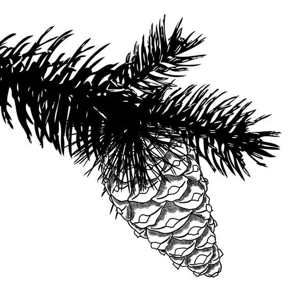 Dibujo a mano dibujo cono de pino —  Fotos de Stock