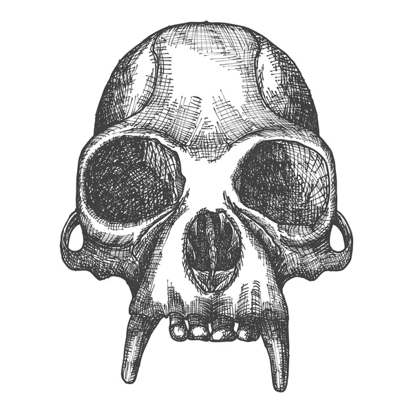 Szkic czaszki małpy — Zdjęcie stockowe