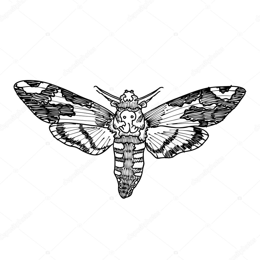 Death's head hawk moth sketch