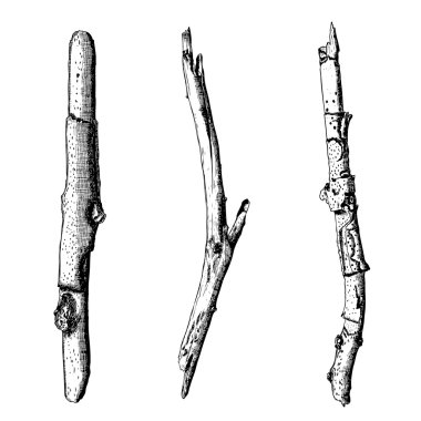 Elle çizilmiş dal dalları seti