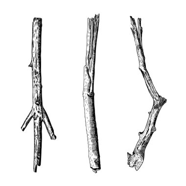 Elle çizilmiş dal dalları seti