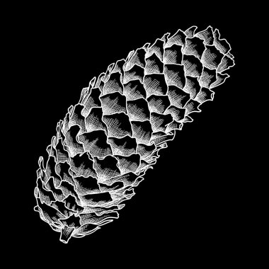 Elle çizilmiş çam kozalağı