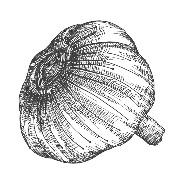 Hand drawing head of garlic — Stock Vector