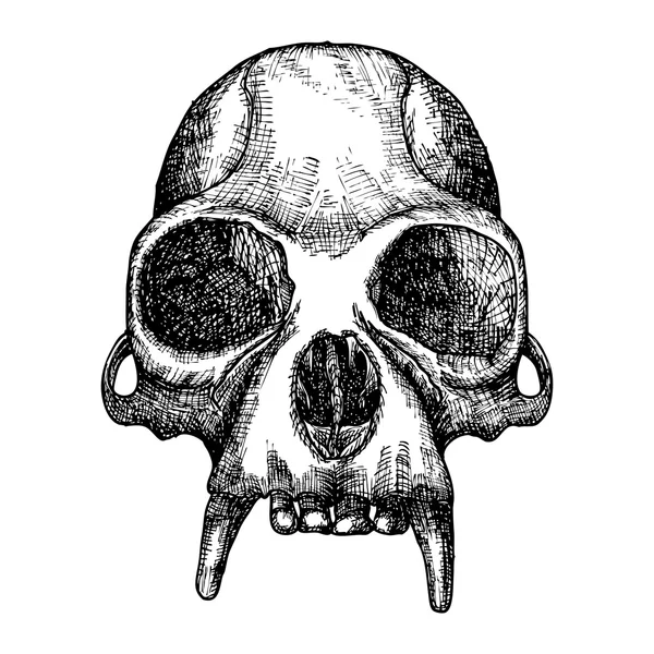 Bosquejo de cráneo de mono — Archivo Imágenes Vectoriales