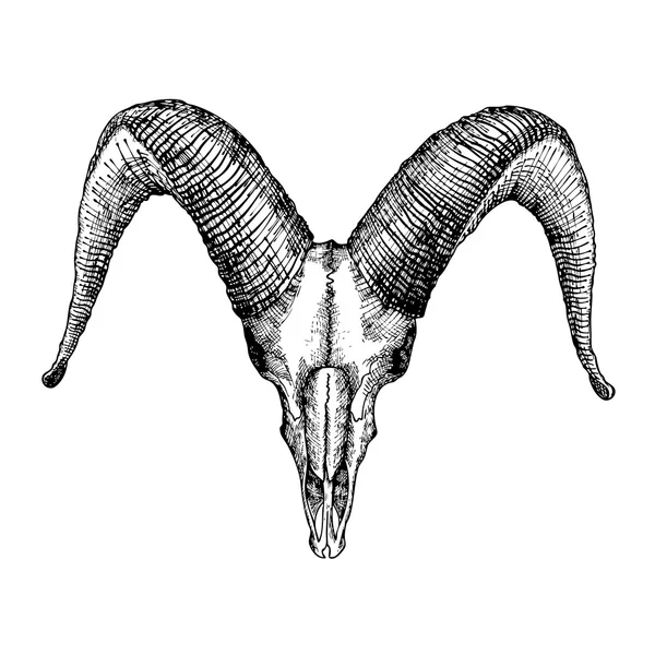 Schizzo disegnato a mano cranio di capra — Vettoriale Stock