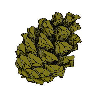 Kozalaklı koni el çizimi