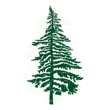 Pine tree silhouette  clipart