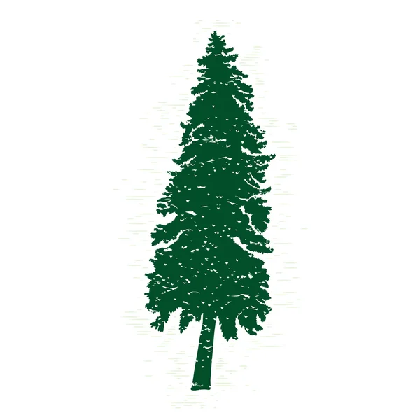 Pine tree silhouette — Stock Photo, Image