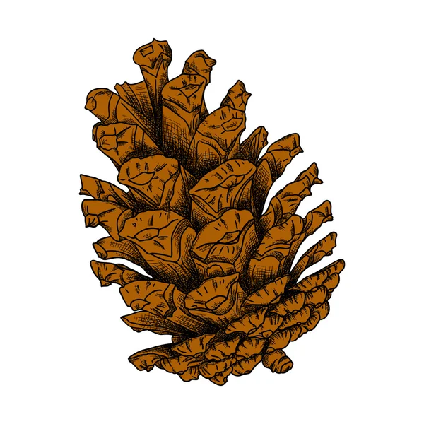 Conífera cone desenhado à mão esboço — Fotografia de Stock