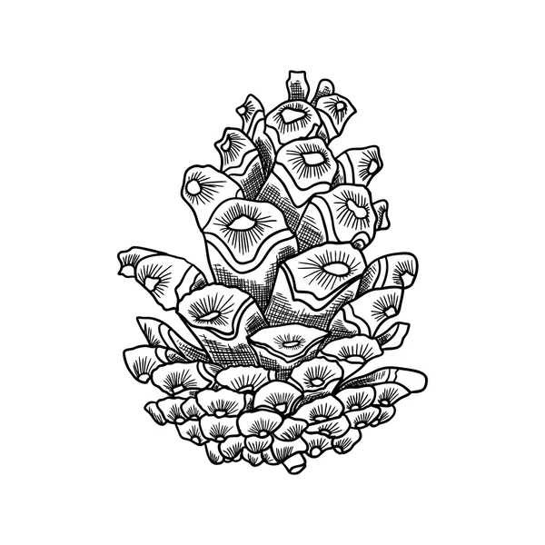 Conifere cono disegnato a mano schizzo — Foto Stock