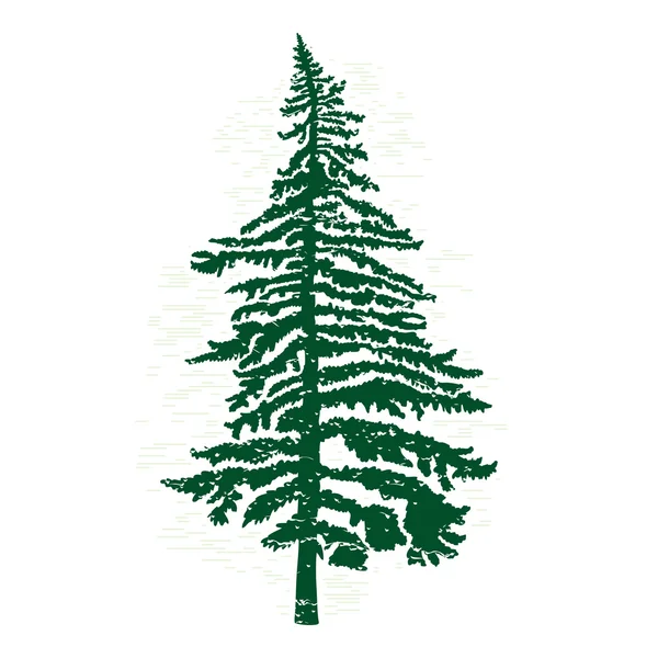 Pine tree silhouette — Stock Photo, Image