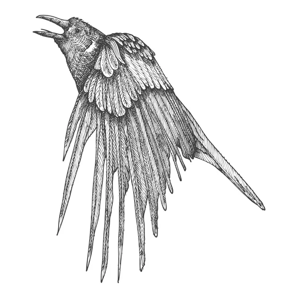 Stiliserad hand ritning Crow skiss — Stockfoto