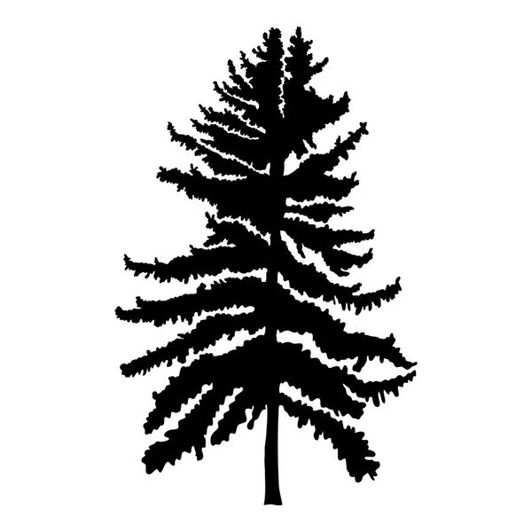 Pine tree silhouette Stock Photo