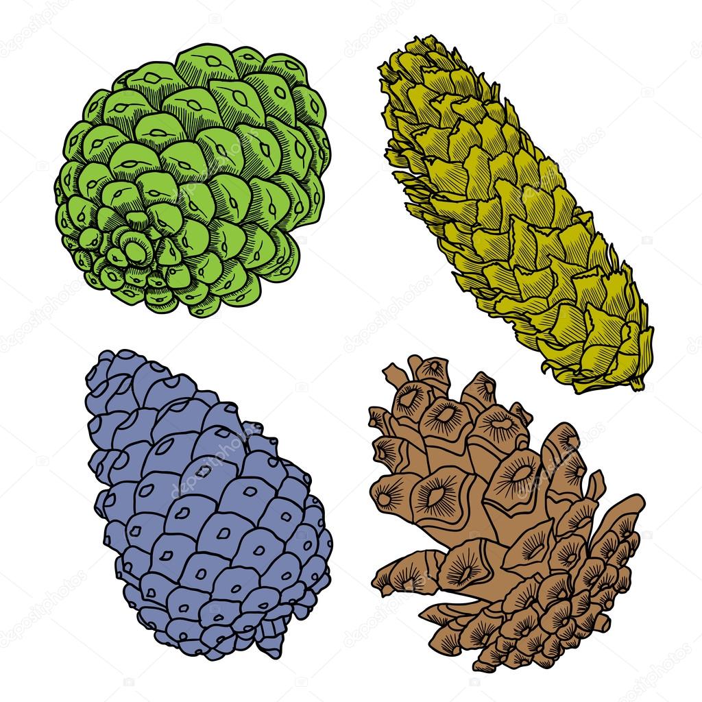 Set of pine cone sketches 