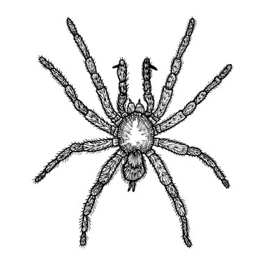 Örümcek el çizilmiş kroki