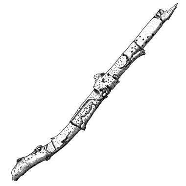 Hand drawn twig branch clipart