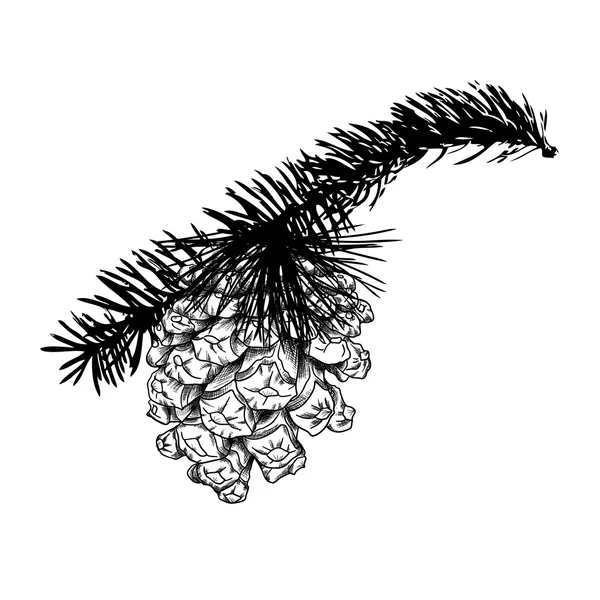 Croquis au cône de pin dessiné à la main — Image vectorielle