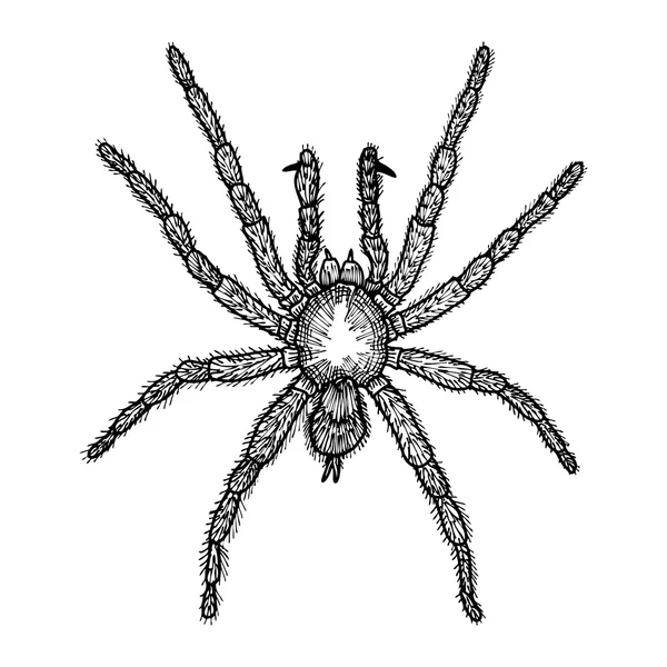 Bosquejo dibujado a mano Spider — Vector de stock