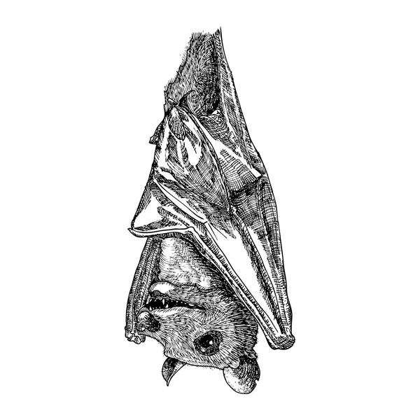 Desenho estilizado à mão esboço de morcego — Vetor de Stock