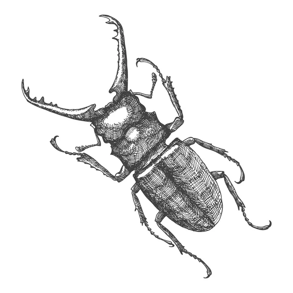 Ескіз намальованого жука вручну — стоковий вектор