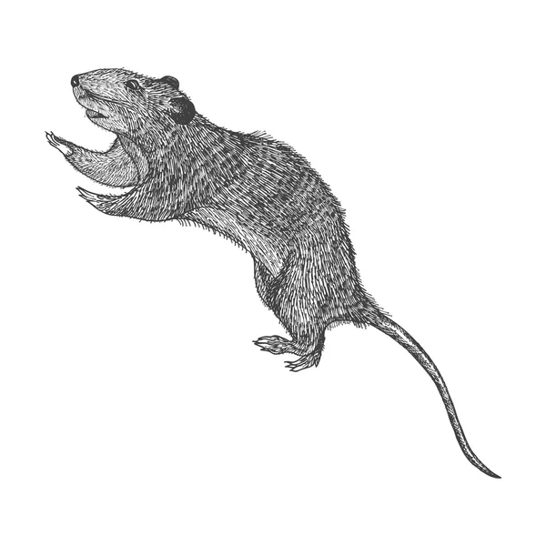 大鼠手的素描画 — 图库矢量图片
