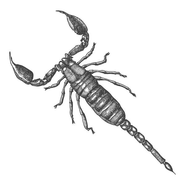 Scorpion hand getrokken schets — Stockvector