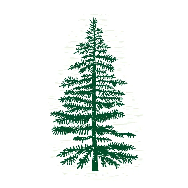 Hand drawn textured fir tree — Stock Vector